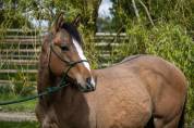 Castrone Paint Horse In vendita 2023 Dun