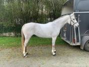 Mare Arabian For sale 2012 Grey