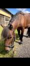 Lipton du chateau - Shetland Pony 2021 by DANSEUR DU FOURNEL