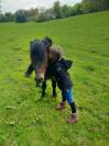Lipton du chateau - Shetland Pony 2021 by DANSEUR DU FOURNEL