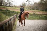 Jument PRE 5 ans Dressage, Equitation travail