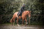 Jument PRE 5 ans Dressage, Equitation travail