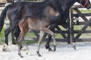 Exceptionnel Foal SF 