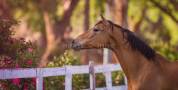 Proprietà equestre In vendita Loire