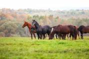 Equestrian property  Loire