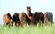 Equestrian property  Landes