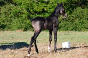 Filly Nez Perce For sale 2023 Black