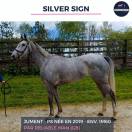 Mare Thoroughbred For sale 2019 Grey