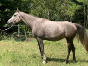 Filly Arabian Thoroughbred For sale 2019 Grey