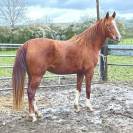 Filly Arabian For sale 2021 Chesnut