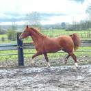 Filly Arabian For sale 2021 Chesnut