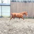 Pouliche PSA sport, endurance, galop, loisir