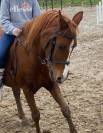 Hongre Dutch Riding Pony A vendre 2012 Alezan
