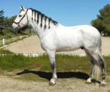 Gelding PRE Pure Spanish Bred For sale 2014 Grey