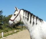 Gelding PRE Pure Spanish Bred For sale 2014 Grey