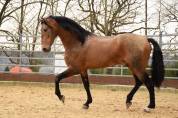 Gelding PRE Pure Spanish Bred For sale 2015 Buckskin