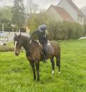 Mare Thoroughbred For sale 2019 Bay