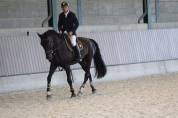 Castrone sBs Cavallo da Sport Belgio In vendita 2007 Nero