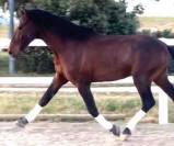 GALARDON:Un jeune cheval exceptionnel.