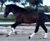 GALARDON:Un jeune cheval exceptionnel.