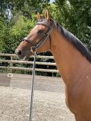 Mare Hanoverian For sale 2015 Bay