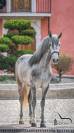 Gelding PRE Pure Spanish Bred For sale 2020 Grey