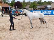 Gelding Welsh Pony (Section C) For sale 2016 Grey