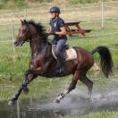 Ruin KWPN Nederlands sportpaard Te koop 2012 Bruin / Bai ,  edison kwpn