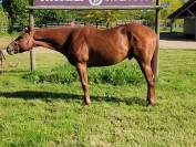 ÉTALON Quarter Horse 3 ans