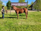 Intero Quarter Horse In vendita 2021 Sauro brulé