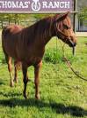 ÉTALON Quarter Horse 3 ans