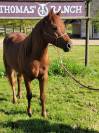 ÉTALON Quarter Horse 3 ans