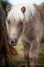 Superbe pouliche Shetland robe rare : Mushroom