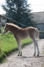 Pouliche welsh A palomino