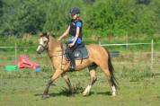 Veulen (vr) Welsh Pony (Section A) Te koop 2024 Palomino ,  Kastanjehof Chip