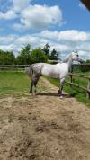 CHEVAL SF A VENDRE prix 4500 euros 