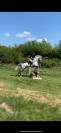 CHEVAL SF A VENDRE prix 4500 euros 