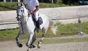 CHEVAL SF A VENDRE prix 4500 euros 