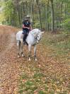 CHEVAL SF A VENDRE prix 4500 euros 