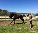 Cours Particuliers sur chevaux ibériques