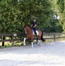 Gelding Oldenburg For sale 2014 Bay