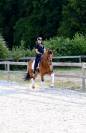 Gelding Oldenburg For sale 2014 Bay