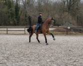 Gelding Oldenburg For sale 2014 Bay