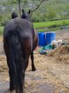Cavallo di 13 anni, razza Murgese Early-D