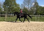 Ruin KWPN Nederlands sportpaard Te koop 2018 Zwart