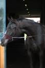 Tall arabian mare BLACK HOMOZYGOUS breeding/endurance