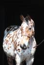 Amazing  Anglo arab gelding in leopard color !