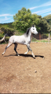 Cavallo arabo purosangue 