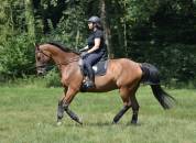 Monitrice d'équitation diplômée : dressage et éthologie