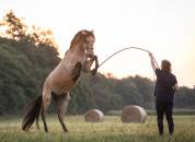 Monitrice d'équitation diplômée : dressage et éthologie